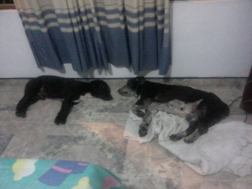 Roger es su nombre. ESTOY DESCANSANDO UN RATITO